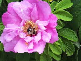 Bees are critically important in pollinating native plants, and the relationship can be complex. Minnesota Author S Guide To A Bee Friendly Backyard Mpr News