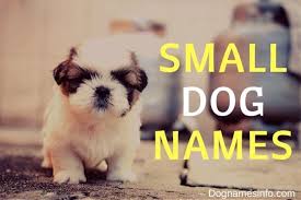 A Complete List Of Funny Cute And Unique Small Dog Names 2022