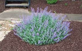 Catmint Walker S Low Set Of 3 Pots In 2021 Perennial Plants Plants Perennials
