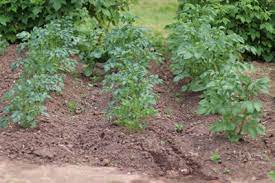 Wenn sie keinen garten haben, können sie kartoffeln auch auf balkon oder terrasse anbauen. Anbau Von Kartoffeln Anleitung Zum Kartoffelanbau Gartenlexikon De