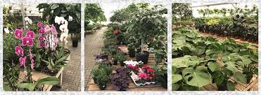 Visit las cruces' old town, la mesilla, known for its great mexican cuisine and rich history. Guzman S Garden Centers Las Cruces Southwest Gardening Tips
