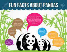 Fun Facts About Pandas Royalty Free Cliparts Vectors And Stock Illustration Image 28077017