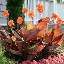 However, they keep pumping out colorful flowers from late spring or early summer to frost. Canna Bulbs Canna Bulbs Bulb Flowers Longfield Gardens