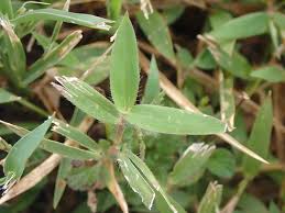 Image result for Urochloa umbellata