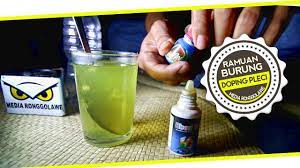 Kalau ramuan ini justru bagus untuk kesehatan jika sering anda minum. Suara Burung Nah Ini Dia Doping Ramuan Rahasia Pleci Gacor Buka Paruh Youtube
