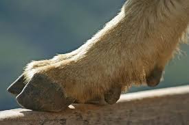 These denizens of the tundra have cloven hooves with toes that spread wide and rough, rubbery soles to help them grip the rocky terrain. Photo Lurvely Mountain Goat Hooved Animal Goats