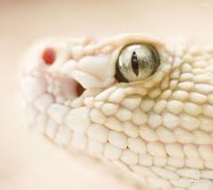 We've gathered more than 5 million images uploaded by our users and sorted them by the most popular ones. White King Cobra Hd Wallpaper
