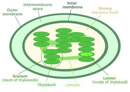 Plant cell is an eukaryotic cell primarily involved in photosynthesis and having its genomic content present in a membrane chloroplasts: Plastids Definition Structure Types Functions Video Lesson Transcript Study Com