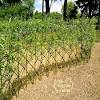 If you want a bush that is more compact and do not mind waiting a bit longer, 'emerald green' arborvitae is a better option. 1