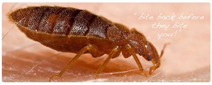 Image result for bed bugs control"