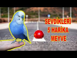 Muhabbet Kusu Yesillik Meyve Kuruyemis Yer Mi Youtube
