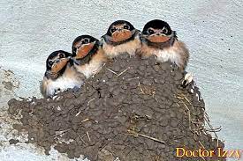 Minuman alternatif bagi mereka yang mempunyai pelbagai masalah kesihatan. Bagaimana Mencegah Burung Layang Layang Bersarang