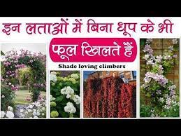 Pin On You Tube Hindi Plant Care Tips
