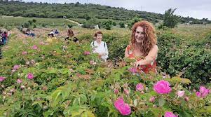 Isparta'da gül bahçeleri yeniden hareketli günlerine dönüyor. Isparta Gul Bahceleri Turu Lisinya Tur