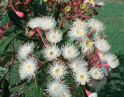 We did not find results for: Flowering Gums