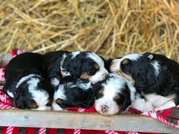 Last updated on wednesday, july 7, 2021 at 9:35 am Mini Bernedoodles Are Fluffy Intelligent And Hypoallergenic K9 Web