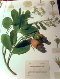 The most common fused glass flower material is glass. Glass Flowers Wikipedia