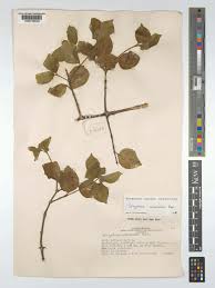 Image result for Strychnos cocculoides