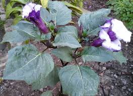 Motif sasirangan daun katu diambil dari sejenis tanaman yang sering dijadikan sebagai sayur yakni daun katu. Manfaat Daun Kecubung Untuk Kesehatan Desonline