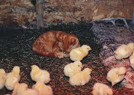 Barn cats are not necessarily great companions for the farmer, but they are often great companions to other animals. Kind And Sweet Barn Cat Nappin With Chicks Doesn T Get Much Cuter Pets First Orange Cats Animals Friends