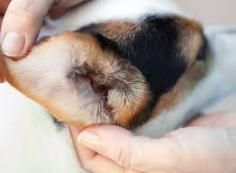 I have two newborn puppies. How To Clean Your Puppy S Ears The Happy Puppy Site