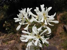 Image result for Amelanchier ovalis