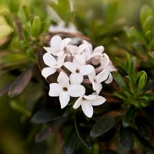 The first is a daphne hedge. Daphne Eternal Fragrance Choice Plants Millais Nurseries