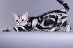 American Shorthair Kittens | American Shorthair Breeders