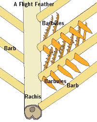 Bird Feathers Their Contours Colors Role In Flight Earth Life
