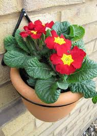 Maybe you would like to learn more about one of these? Garden Hanging Plant Pot Holder For Balcony And Terrace Garden Flowers