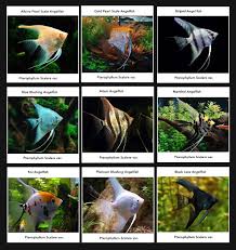 Angel Fish Breeds Angel Fish Tropical Freshwater Fish Aquarium Fish