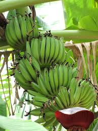 Cavendish bananas are the fruits of one of a number of banana cultivars belonging to the cavendish subgroup of the aaa banana cultivar group. Dwarf Cavendish Banana Tree Musa Sp Urban Tropicals
