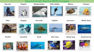 Water Animals Name In Gujarati Wallpaper Site