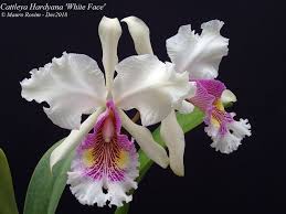 Cattleya Hardyana White Face In 2020 Cattleya Orchid Orchid Flower Cattleya