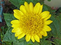 Tentu saja semua genus memiliki klasifikasi tersendiri, tetapi apabila bunga bangkai yang dimaksud adalah rafflesia, maka tumbuhan bunga (angiospermae) ini termasuk tumbuhan dikotil sejati (eudikotil). Helianthus Wikipedia Bahasa Indonesia Ensiklopedia Bebas