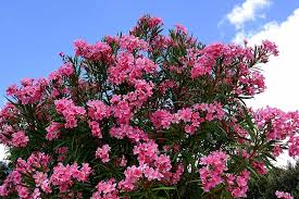 Image result for Sphaeropsis tumefaciens oleander symptoms