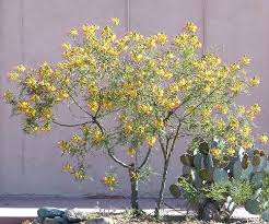 Image result for Erythrostemon