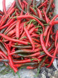 Cili sakata 461 adalah jenis terbaik utk tanaman cili di malaysia. Lada Solok Alhamdulillah Dah Boleh Tuai Kulai 461 Facebook