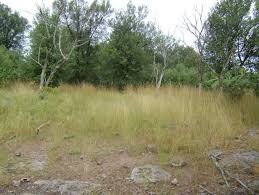 Image result for Androstachys johnsonii