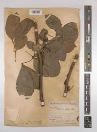 Image result for Pancovia