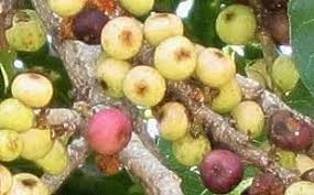 Image result for Ficus ingens