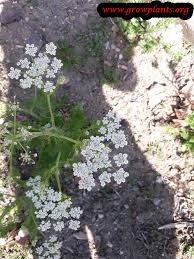 Caraway plants like cool seasons. Caraway Plant How To Grow Care