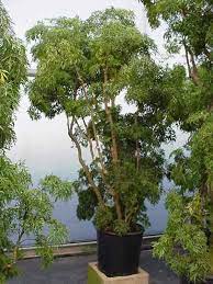 How To Care For The Aralia Plant Growing Polyscias Plants Indoor Plants Houseplants