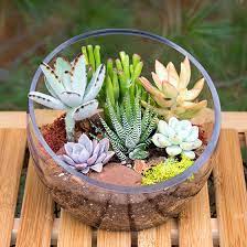 Succulent Terrarium Bowl