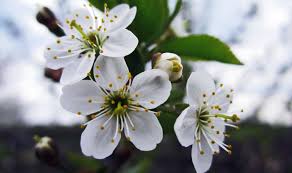 The following photos will allow you to identify white flowering plants. Flowers Photography Macro Cherry Blossom Closeup White Flowers Wallpapers Hd Desktop And Mobile Backgrounds