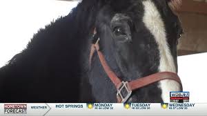 Horse Rescue Needs Volunteers