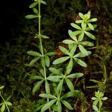 Image result for Galium chloroionanthum