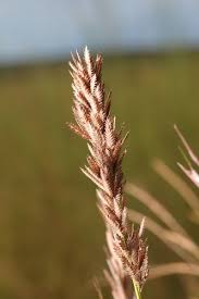 Image result for Eragrostis chapelieri