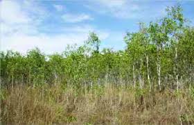 Image result for Melaleuca leucadendron