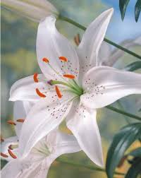 Bulbes Lis Asiatiques Achat Vente Lis Willemse Jardin Fleurs Asiatiques Lys Asiatiques Fleurs